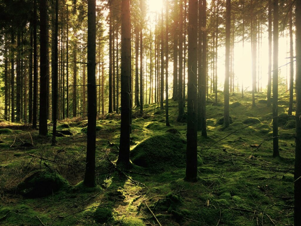 Corporate Social Responsibility (CSR) - Aurora Concept